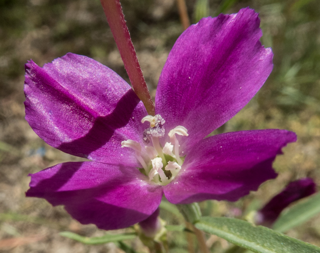 Clarkia gracilis ssp. gracilis_Graceful Clarkia_Mt. Hamilton_2015-05-29__BHS-4-2015-05-29 Mt. Hamilton