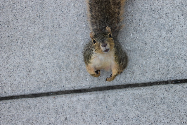364/365/2555 (June 10, 2015) - Squirrels at the University of Michigan (June 10, 2015)