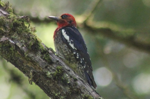 birds woodpecker sapsucker redbreastedsapsucker sphyrapicusruber birdsofwashington washingtonbirds