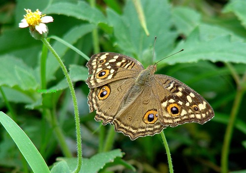 butterfly daisy lemonpansy sonyh2 bagnanwestbengalindia