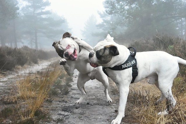 Bulldog boxing in the fog