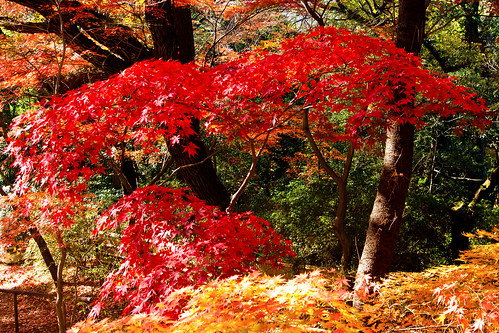 2016 winter december japan tokyo setagaya nature landscape park street plant tree maple autumnleaves red nikon d7000 afsdxnikkor35mmf18g nikonafsdxnikkor35mmf18g nikonclubit