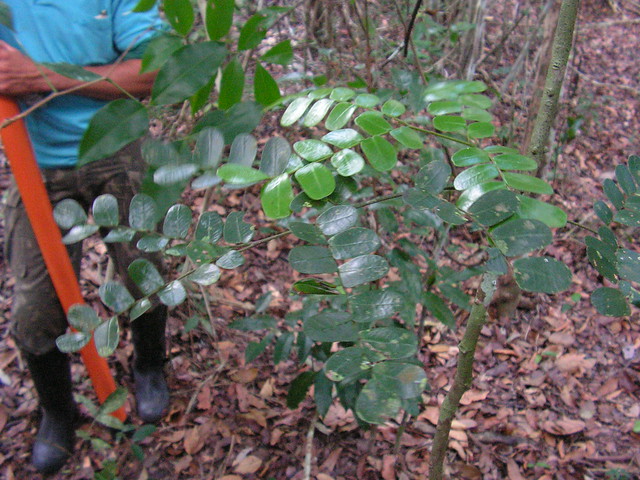 Caesalpinia echinata, Pau-Brasil