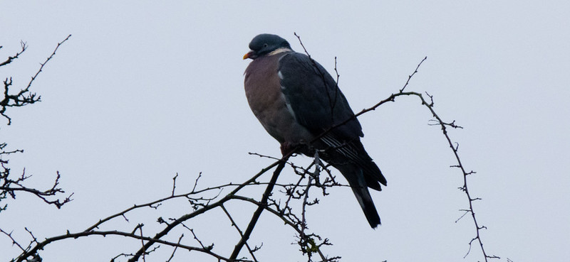 Hunched against the cold