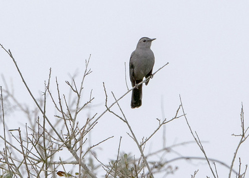 Gray Catbird | by Chasing Photons