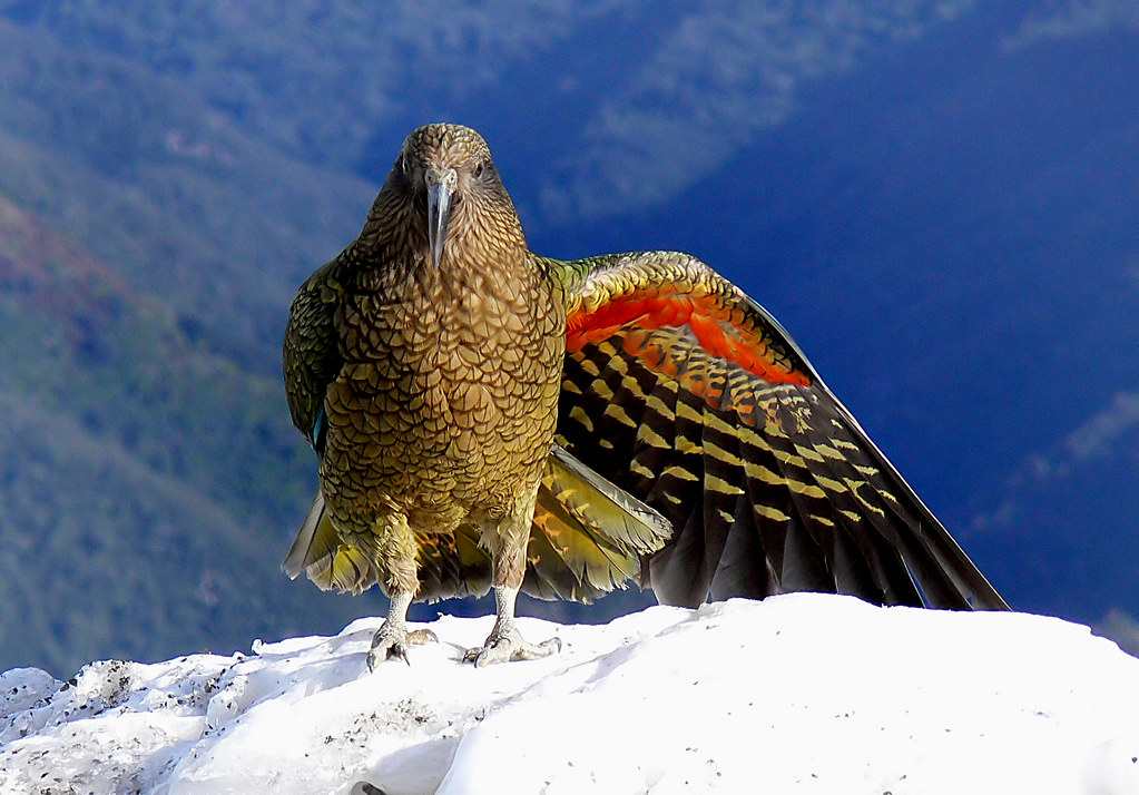 Kea New Zealand Alpine Parrot Nestor Notabilis A Photo On Flickriver