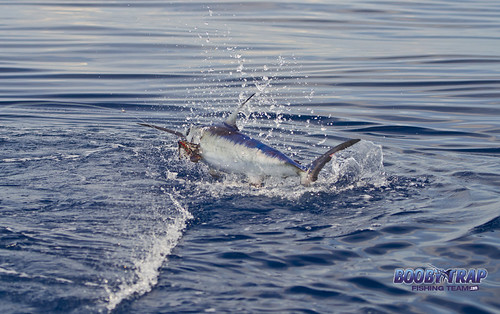 Booby-Trap-Fishing-Team-Swordfishing-swordfish | by boobytrapfishingteam
