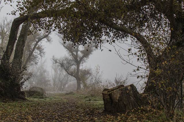 Zamora. Otoño con niebla junto al rio Duero