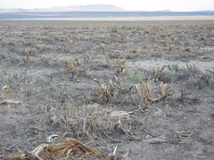 E of Burns Junction: Wyoming big sagebrush steppe (mowed or chained)