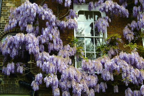window & wisteria | by phginlon