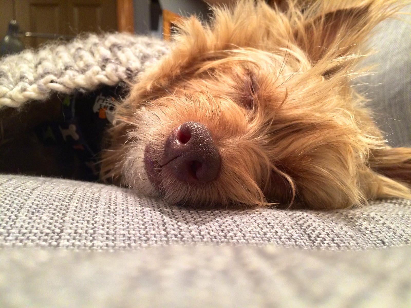 Sam the Dog