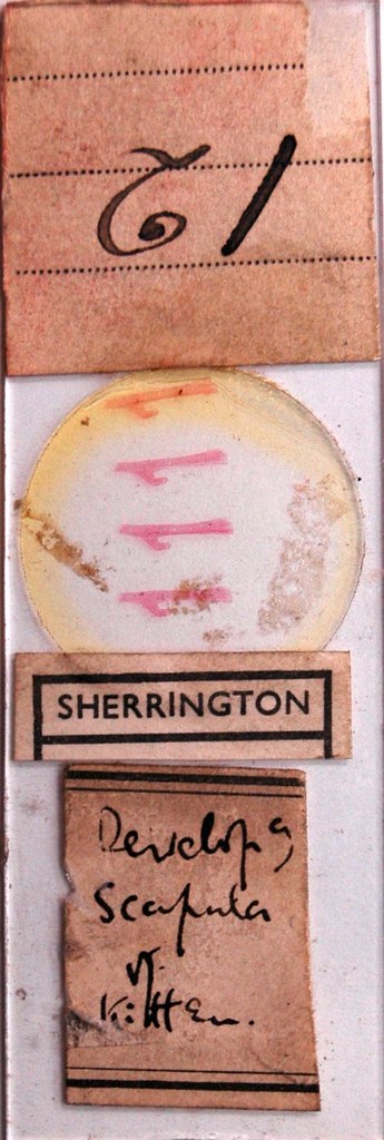 Sherrington's Box Drawer 20, Row 1, Slide 12