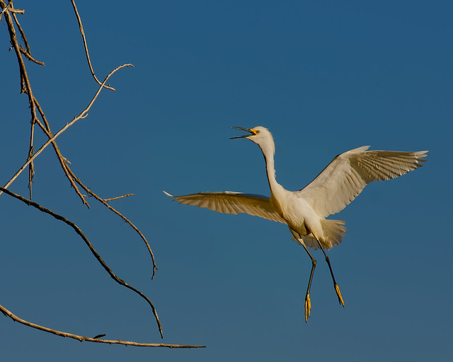 Gang Way, Egretta thula coming in for a landing!