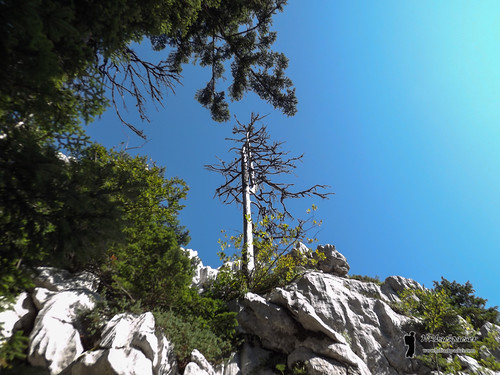 breze primorskogoranskaå¾upanija croatia tukvojni mountains nature županija goranska primorsko hiking wild