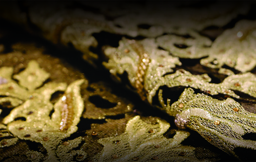 Web Background 3 | by Lebastex Textile