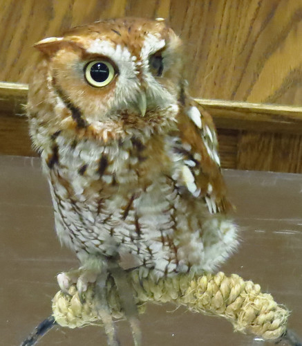 easternscreechowlredmorph owl owls