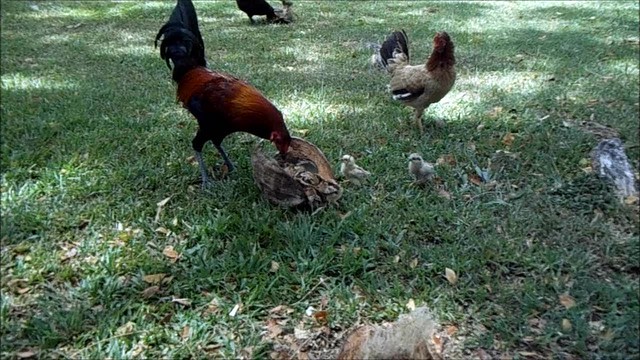 chickens eating coconut