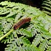 #caterpillars #bugs #ferns #foilage