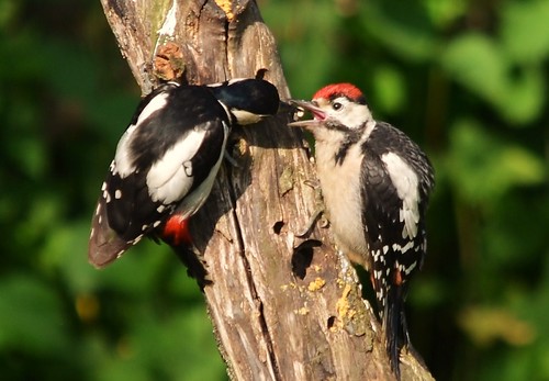 Great Spotted Woodpecker | Mum feeding the youngster. | Flickr