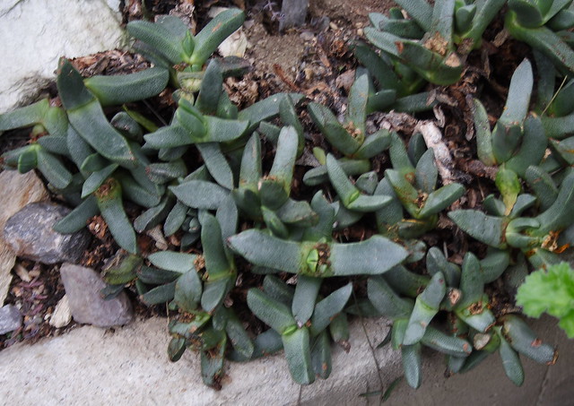 Cleretum papulosum subsp. schlechteri (syn. Pleiospilos prismaticus) - Botanischer Garten Bochum