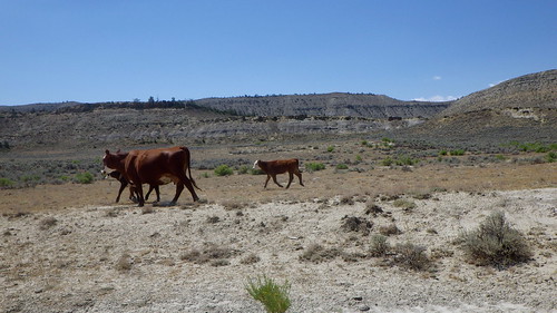 summer cow july steer calves carboncountymontana