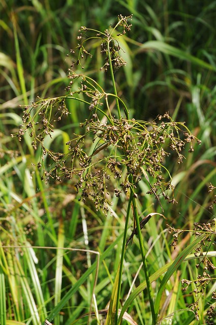 Wald-Simse (Scirpus sylvaticus); Wildes Moor bei Schwabstedt (1)