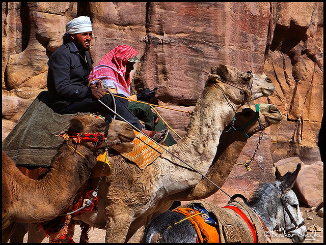 Jordanian Bedouin & Camels !
