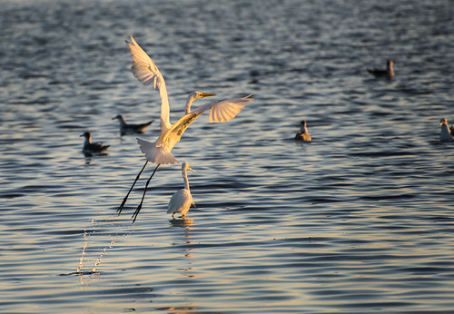 egrets birds flight sunrise dawn shore bay nature light florida stpetersburg park