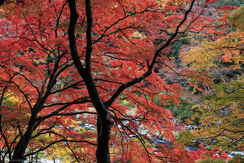 autumn colours | Korankei, Aichi, Japan | Akitoshi Nakashima | Flickr