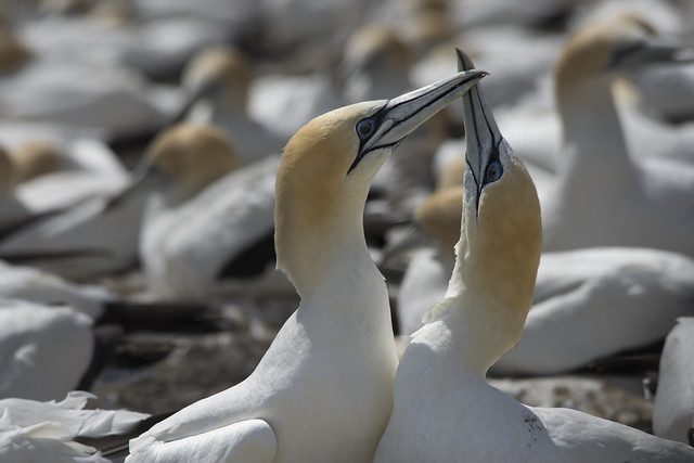Love Dance of The Gannets