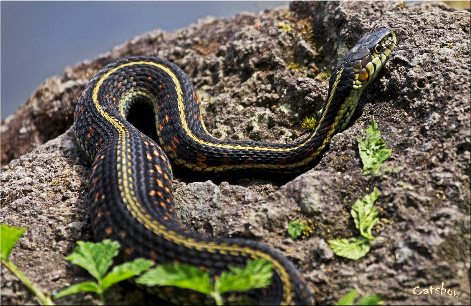 Pregnant Garter Snake