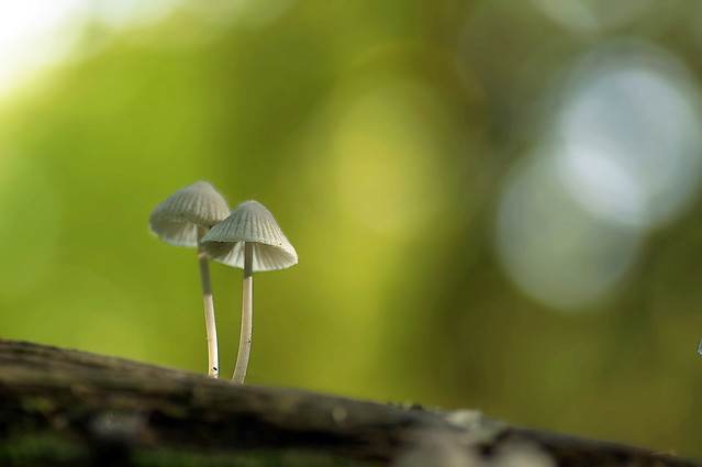 Two mushrooms (F2.8) on wood