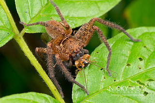 Huntsman Spider (Heteropoda sp.) - DSC_8862