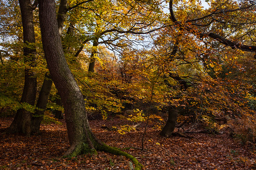 autumn buckinghamshire burnhambeeches roantrum