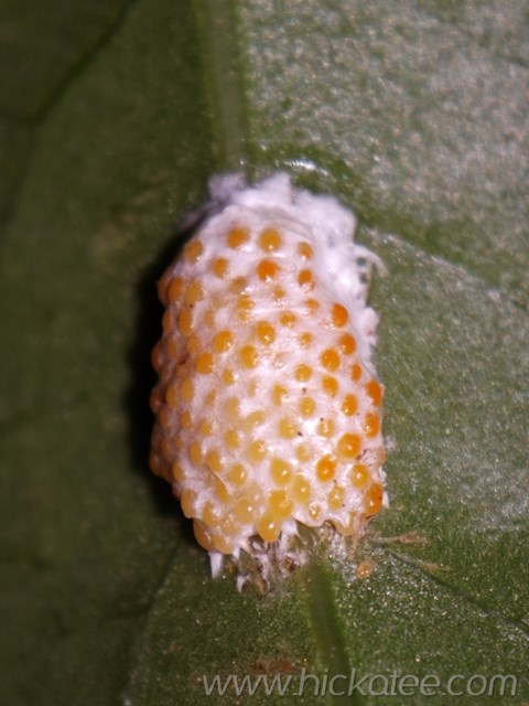 Apple Snail eggs - Ampullariidae