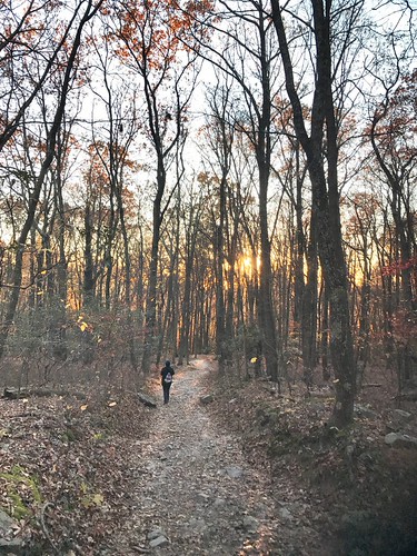 A walk in the woods | by hinzyy