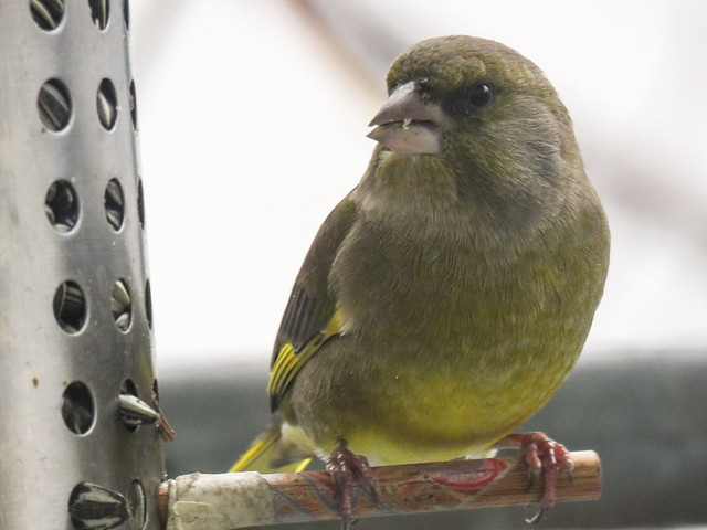 Greenfinch claims this . . .  for now