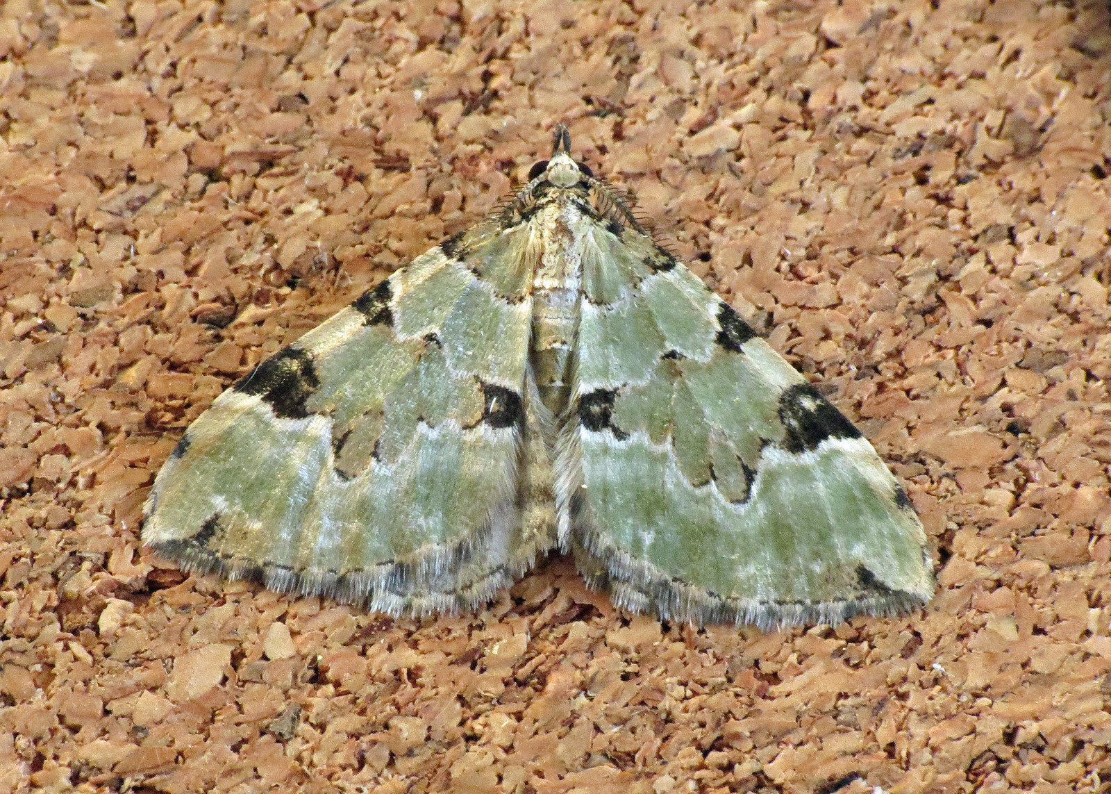 1776 Green Carpet - Colostygia pectinataria