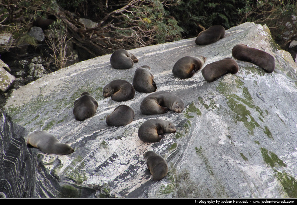 Fur Seals (Arctocephalus forsteri), Milford Sound, New Zealand