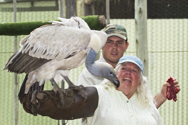 Connie with Cape Vulture