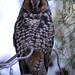 Flickr photo 'Long-eared Owl' by: Aaron Maizlish.