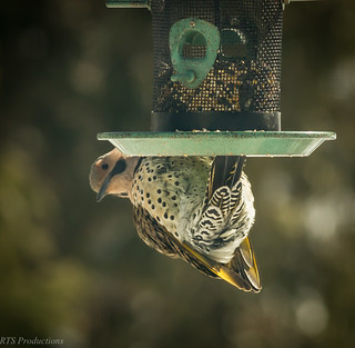 Flicker Hangin' from the Seed Feeder!
