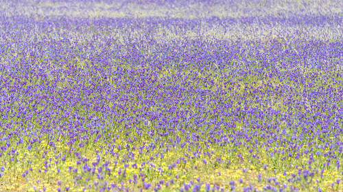 plant flower field nikon purple australia wildflower westernaustralia invasive patersonscurse d600 2013 echiumplantagineum nikond600 nikonfx sandygully vipersblugloss