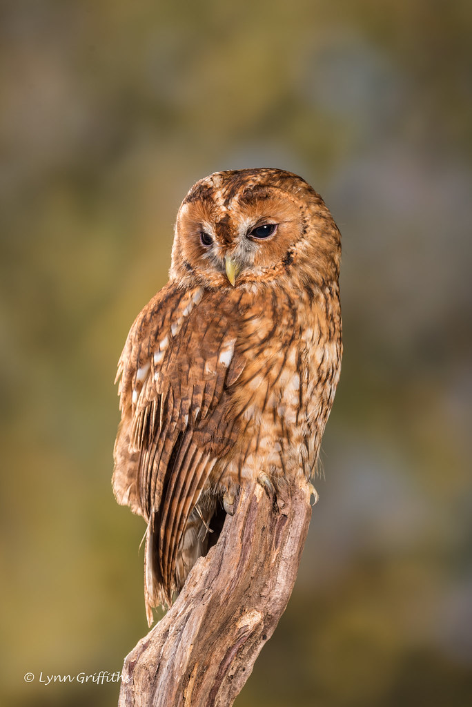 Tawny Owl D75_5708.jpg