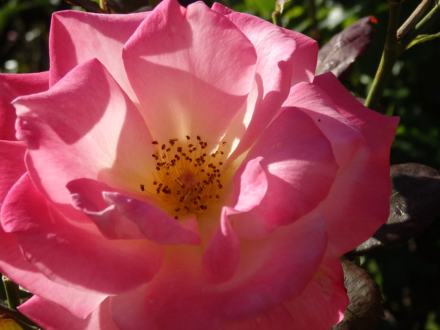 Pink rose, Ann Street