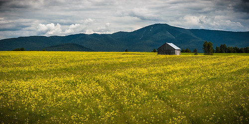 flowers blue mountain newyork mountains green field yellow clouds barn farm meadow adirondacks alpine week2 drama normanridgeroad