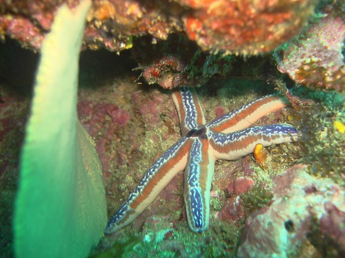 underwater starfish wildlife scuba panama centralamerica coiba