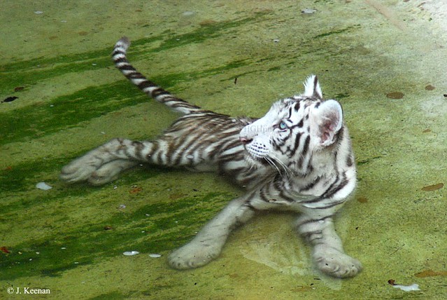 White Bengal Tiger 