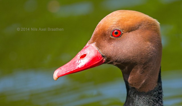 J77A2409 -- Face of a Red-crested Pochard duck in Le Vésinet