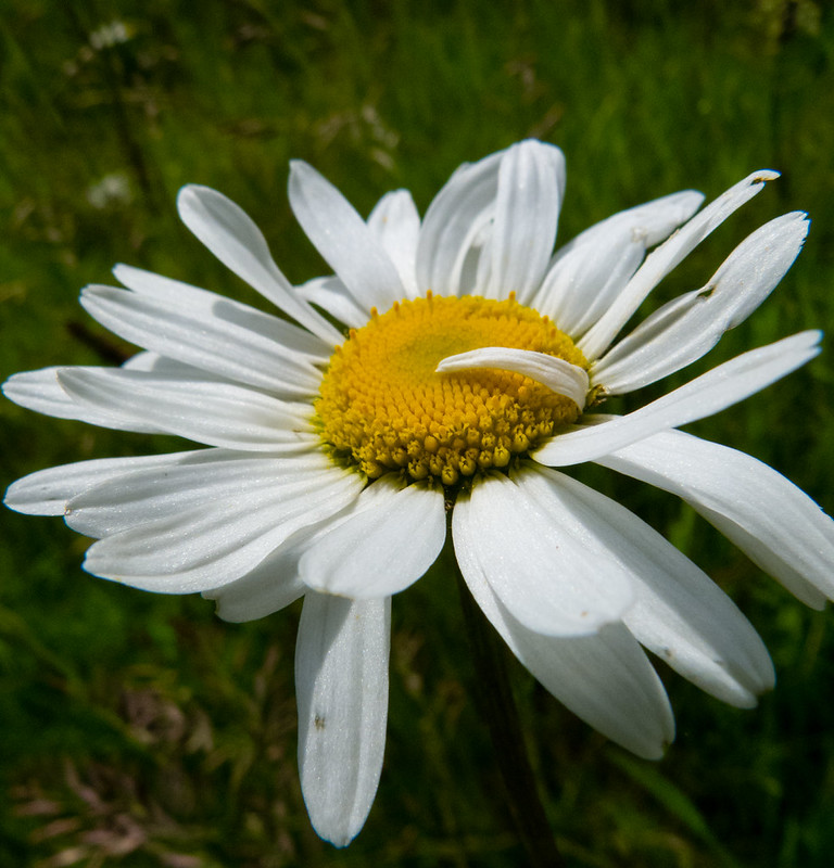 Oxeye daisy